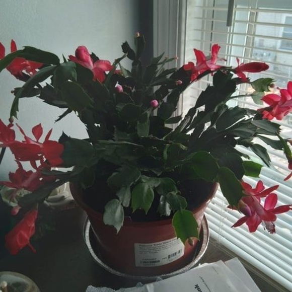 Meet your Posher, Nancy - Picture 1 of 1